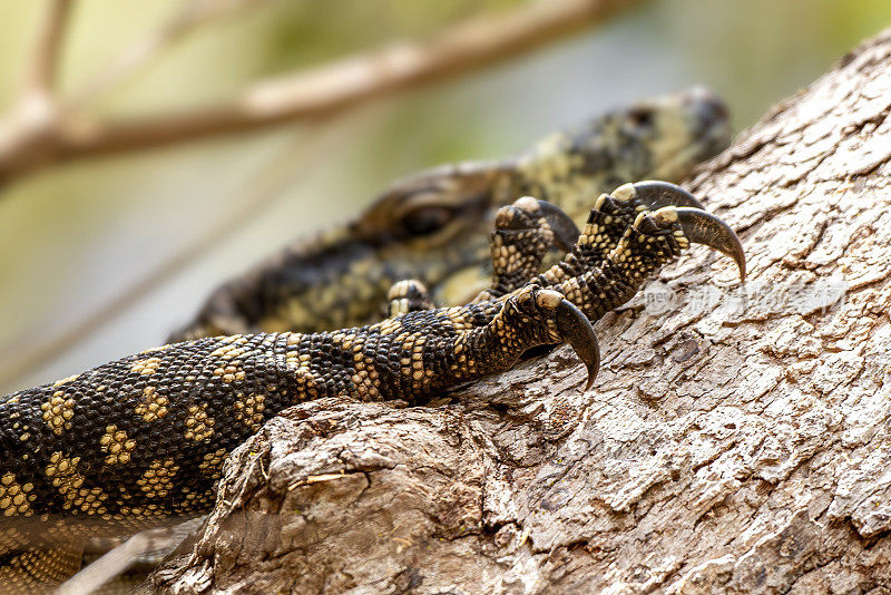 花边巨蜥(Varanus varius)